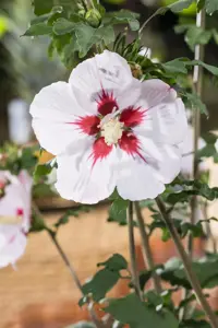 Hibiscus syr. 'Helene'