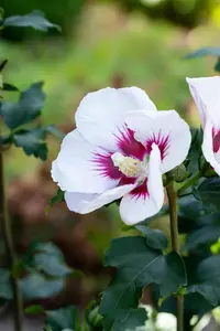 Hibiscus syr. 'Helene' - 40-50 CM C3 - image 5