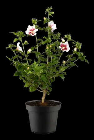 Hibiscus syr. 'Helene' - 60-70 CM C5 - image 4