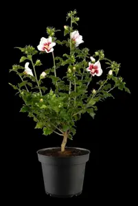Hibiscus syr. 'Helene' - 60-70 CM C5 - image 4
