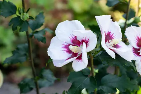 Hibiscus syr. 'Helene' - 40-50 CM C3 - image 4