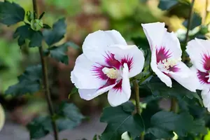 Hibiscus syr. 'Helene' - 40-50 CM C3 - image 4
