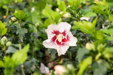 Hibiscus syr. 'Helene' - 60-70 CM C5 - image 3