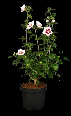 Hibiscus syr. 'Helene' - 60-70 CM C5 - image 5