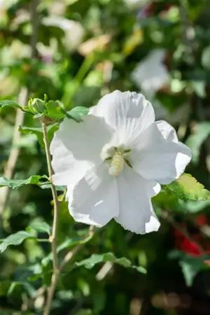 Hibiscus syr. '?l?onore' - 3 Ltr pot - image 5