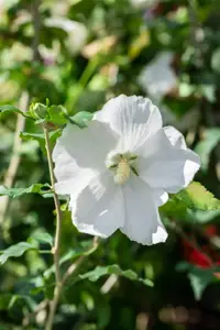 Hibiscus syr. '?l?onore' - 3 Ltr pot - image 5