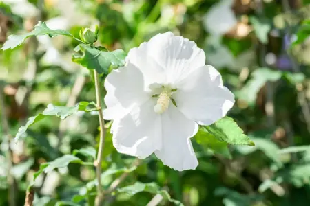 Hibiscus syr. '?l?onore' - 3 Ltr pot - image 4