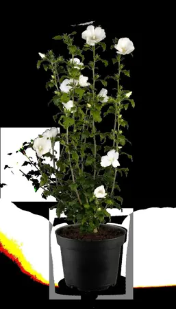 Hibiscus syr. '?l?onore' - 3 Ltr pot - image 3