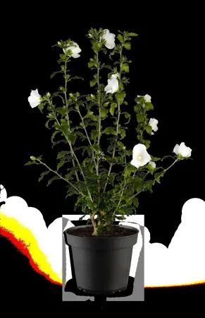 Hibiscus syr. '?l?onore' - 3 Ltr pot - image 2