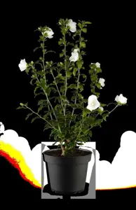 Hibiscus syr. '?l?onore' - 3 Ltr pot - image 2