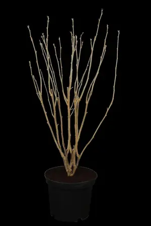 Hibiscus syr. 'Lady Stanley' - 3 Ltr pot - image 1