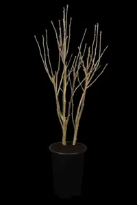 Hibiscus syr. 'Lady Stanley' - 3 Ltr pot - image 2