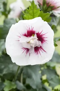 Hibiscus syr. 'Lady Stanley' - 3 Ltr pot - image 4
