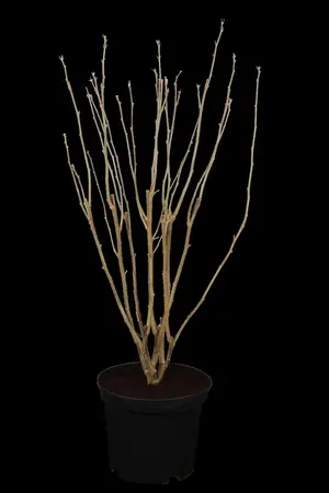 Hibiscus syr. 'Lady Stanley' - 30 CM STEM C3 - image 1