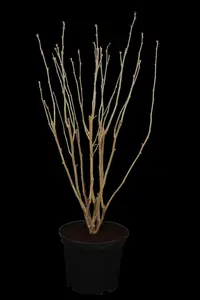 Hibiscus syr. 'Lady Stanley' - 60 CM STEM 5L - image 5