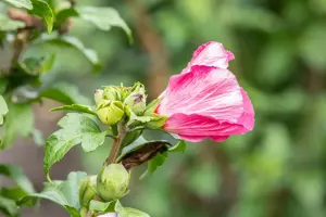 Hibiscus syr. 'Lady Stanley' - 3 Ltr pot - image 5