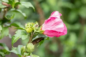 Hibiscus syr. 'Lady Stanley' - 100-125 CM RB - image 1