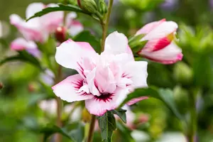 Hibiscus syr. 'Lady Stanley' - 125-150 CM C12 - image 3
