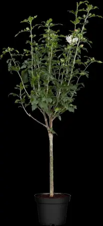 Hibiscus syr. 'Lady Stanley' - 3 Ltr pot - image 3