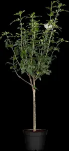 Hibiscus syr. 'Lady Stanley' - 3 Ltr pot - image 3