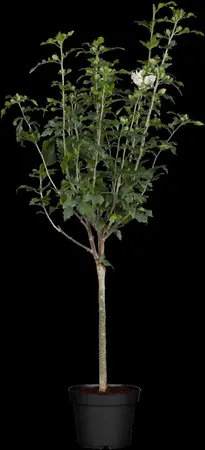 Hibiscus syr. 'Lady Stanley' - 30 CM STEM C3 - image 3