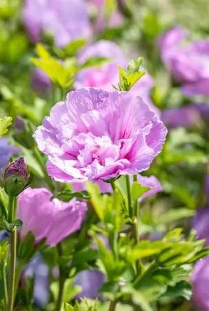 Hibiscus syr. 'Lavender Chiffon'? - 2 Ltr pot - image 4