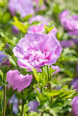 Hibiscus syr. 'Lavender Chiffon'? - 40-50 CM C3 - image 3