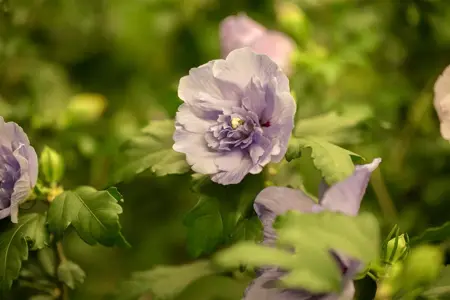 Hibiscus syr. 'Lavender Chiffon'? - 2 Ltr pot - image 1