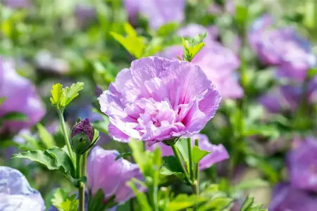Hibiscus syr. 'Lavender Chiffon'? - 2 Ltr pot - image 3