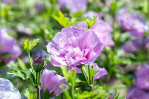 Hibiscus syr. 'Lavender Chiffon'? - 100-125 CM RB - image 2