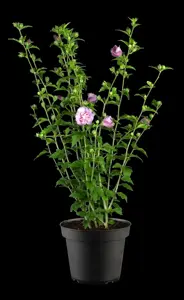 Hibiscus syr. 'Lavender Chiffon'? - 2 Ltr pot - image 2