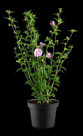 Hibiscus syr. 'Lavender Chiffon'? - 80-100 CM C12 - image 2