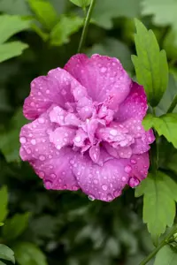 Hibiscus syr. 'Magenta Chiffon'?