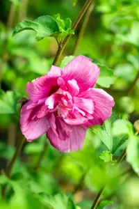 Hibiscus syr. 'Magenta Chiffon'? - 3 Ltr pot - image 2