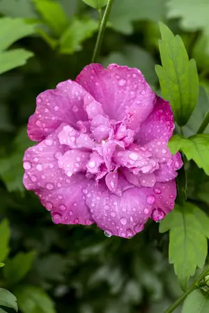 Hibiscus syr. 'Magenta Chiffon'? - 30-40 CM C3 - image 1