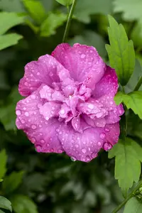 Hibiscus syr. 'Magenta Chiffon'? - 30-40 CM C3 - image 5