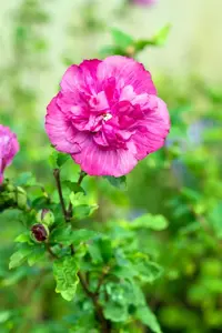 Hibiscus syr. 'Magenta Chiffon'? - 3 Ltr pot - image 4