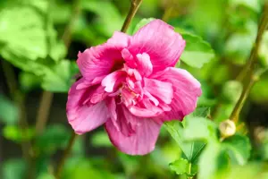 Hibiscus syr. 'Magenta Chiffon'? - 3 Ltr pot - image 3