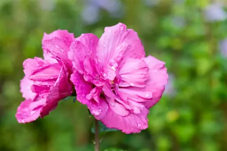 Hibiscus syr. 'Magenta Chiffon'? - 3 Ltr pot - image 5