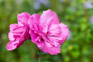 Hibiscus syr. 'Magenta Chiffon'? - 3 Ltr pot - image 5