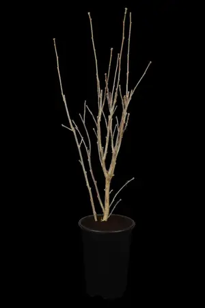 Hibiscus syr. 'Marina' - 3 Ltr pot - image 1