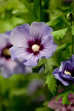 Hibiscus syr. 'Marina' - 3 Ltr pot - image 3