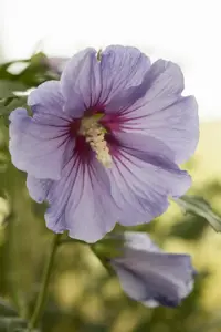 Hibiscus syr. 'Marina' - 3 Ltr pot - image 4