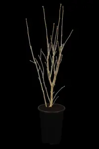 Hibiscus syr. 'Marina' - 90 CM STEM C10 - image 5