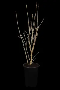 Hibiscus syr. 'Marina' - 60 CM STEM 7.5L - image 1