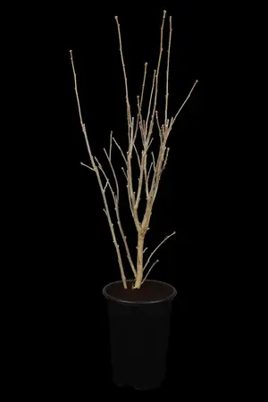 Hibiscus syr. 'Marina' - 90 CM STEM 7.5 L - image 1