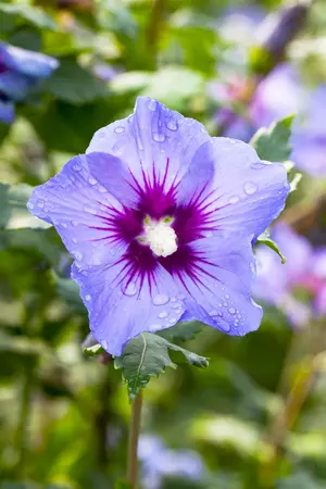 Hibiscus syr. 'Marina' - 120 CM STEM C10 - image 5