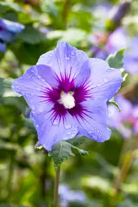 Hibiscus syr. 'Marina' - 100-125 CM RB - image 5