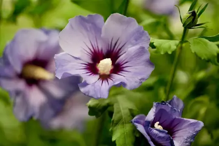 Hibiscus syr. 'Marina' - 3 Ltr pot - image 2