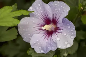 Hibiscus syr. 'Marina' - 3 Ltr pot - image 5